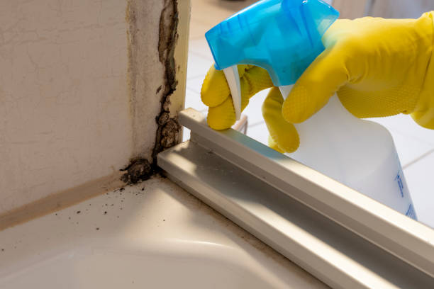 Best Attic Mold Removal  in Elwood, UT