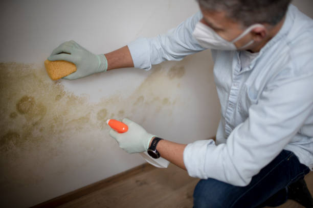 Best Mold Remediation  in Elwood, UT
