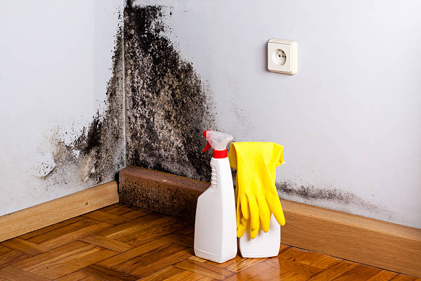Best Best Mold Removal Companies  in Elwood, UT
